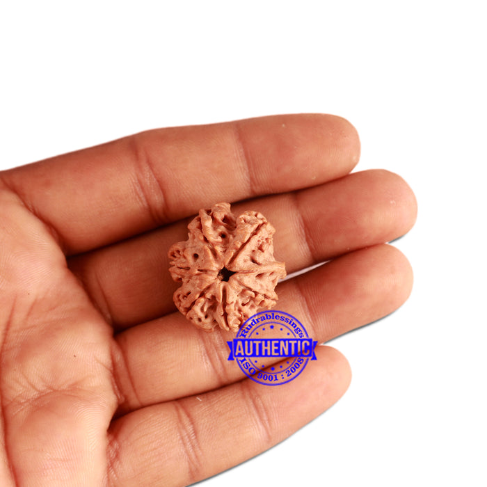 7 Mukhi Nepalese Ganesha Rudraksha - Bead No. 386