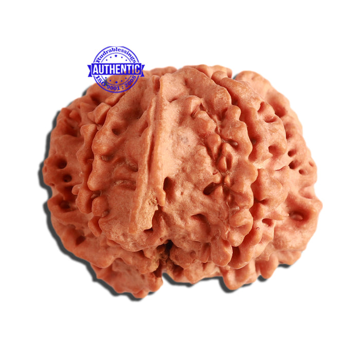 7 Mukhi Nepalese Ganesha Rudraksha - Bead No. 386