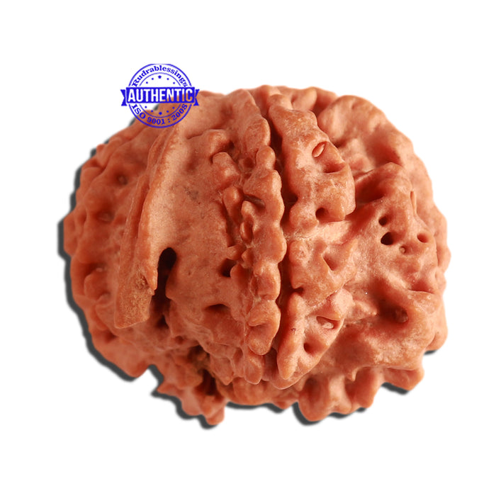7 Mukhi Nepalese Ganesha Rudraksha - Bead No. 386