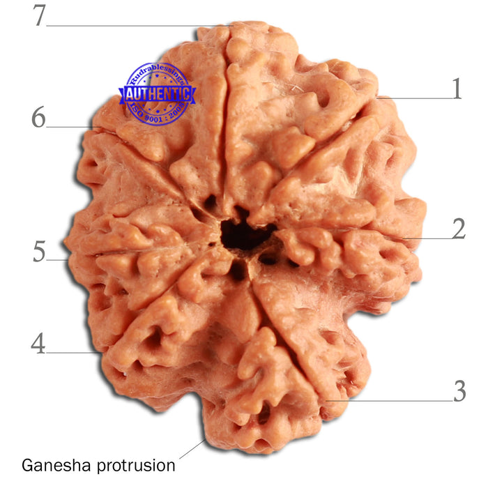 7 Mukhi Nepalese Ganesha Rudraksha - Bead No. 388