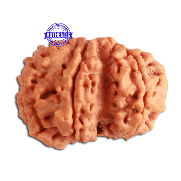 7 Mukhi Nepalese Ganesha Rudraksha - Bead No. 388