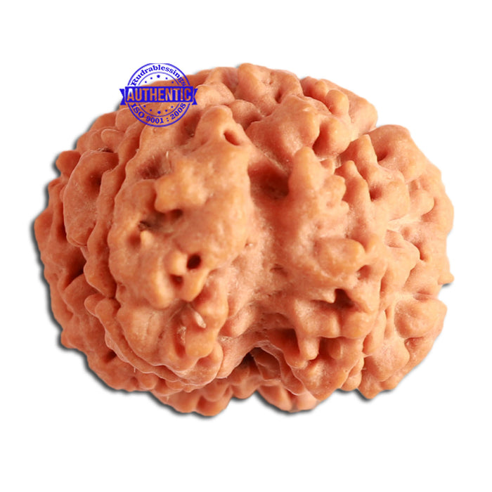 7 Mukhi Nepalese Ganesha Rudraksha - Bead No. 388