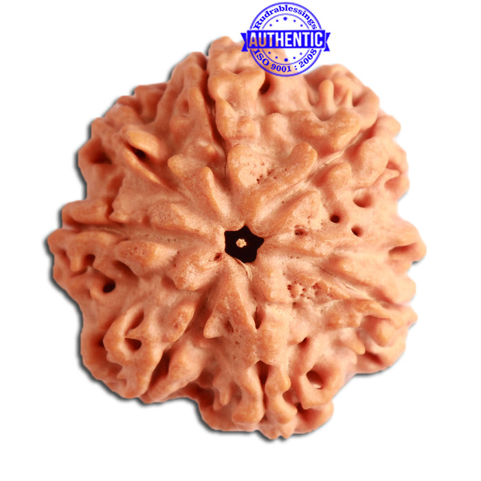 7 Mukhi Nepalese Ganesha Rudraksha - Bead No. 390