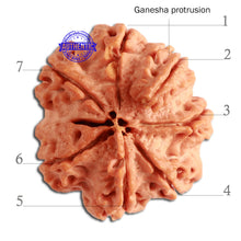 Load image into Gallery viewer, 7 Mukhi Nepalese Ganesha Rudraksha - Bead No. 390
