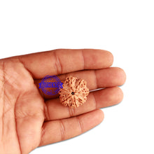 Load image into Gallery viewer, 7 Mukhi Nepalese Ganesha Rudraksha - Bead No. 390
