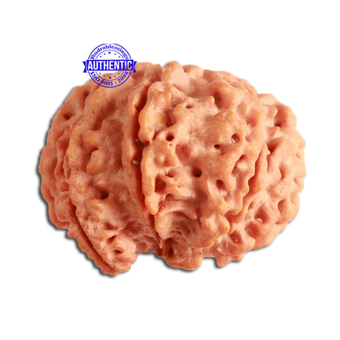 7 Mukhi Nepalese Ganesha Rudraksha - Bead No. 390
