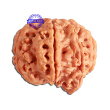 Load image into Gallery viewer, 7 Mukhi Nepalese Ganesha Rudraksha - Bead No. 390

