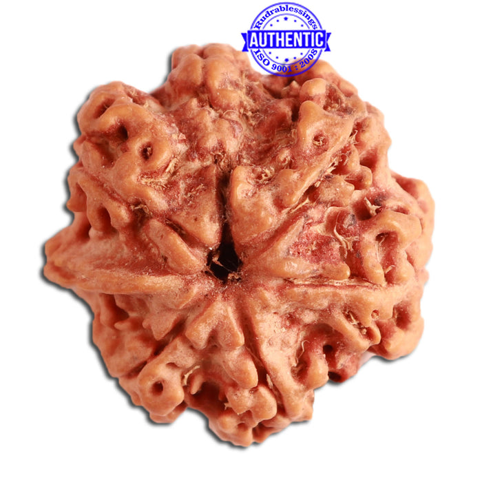 7 Mukhi Nepalese Ganesha Rudraksha - Bead No. 392