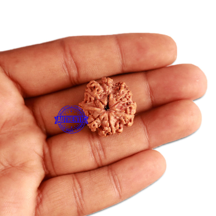 7 Mukhi Nepalese Ganesha Rudraksha - Bead No. 392