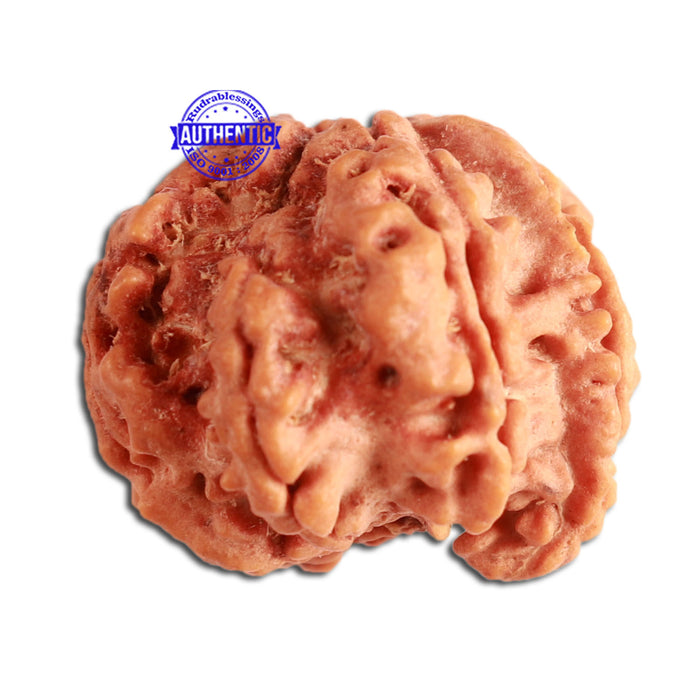 7 Mukhi Nepalese Ganesha Rudraksha - Bead No. 392