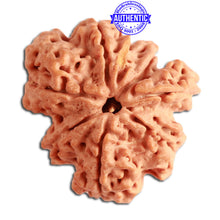 Load image into Gallery viewer, 7 Mukhi Nepalese Ganesha Rudraksha - Bead No. 393
