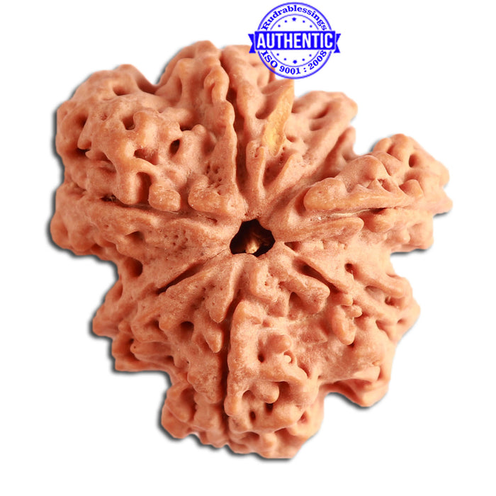 7 Mukhi Nepalese Ganesha Rudraksha - Bead No. 393
