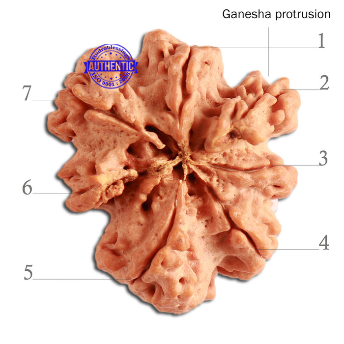 7 Mukhi Nepalese Ganesha Rudraksha - Bead No. 393