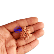 Load image into Gallery viewer, 7 Mukhi Nepalese Ganesha Rudraksha - Bead No. 393
