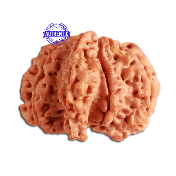 7 Mukhi Nepalese Ganesha Rudraksha - Bead No. 393