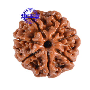 7 Mukhi Nepalese Rudraksha - Bead No. 6