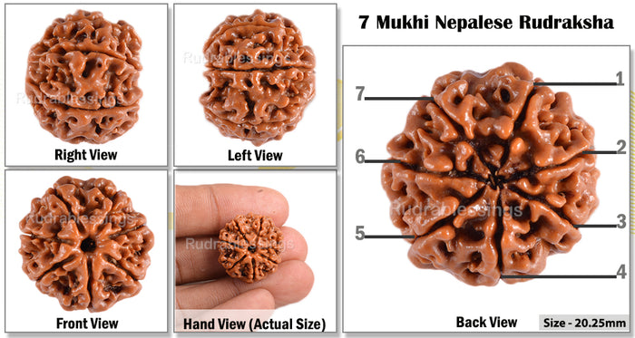 7 Mukhi Nepalese Rudraksha - Bead No. 6