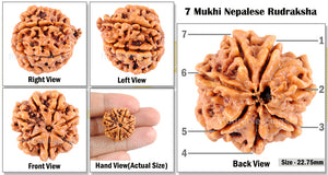 7 Mukhi Nepalese Rudraksha - Bead No. 105