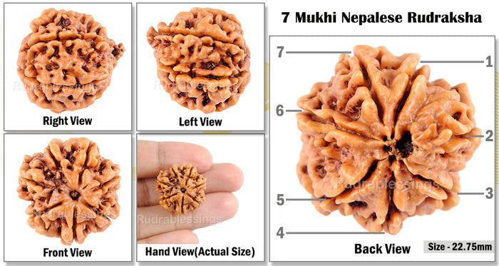 7 Mukhi Nepalese Rudraksha - Bead No. 105