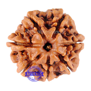 7 Mukhi Nepalese Rudraksha - Bead No. 119