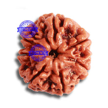 Load image into Gallery viewer, 7 Mukhi Nepalese Rudraksha - Bead No. 479
