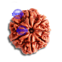 Load image into Gallery viewer, 7 Mukhi Nepalese Rudraksha - Bead No. 481
