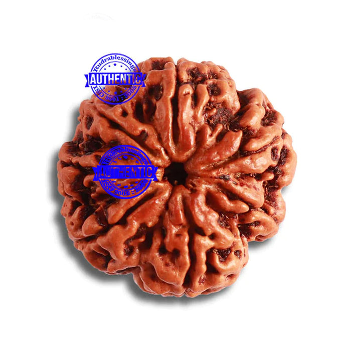7 Mukhi Nepalese Rudraksha - Bead No. 489