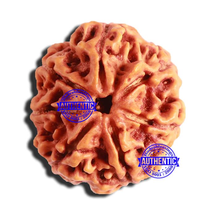 7 Mukhi Nepalese Rudraksha - Bead No. 499