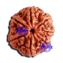 Load image into Gallery viewer, 7 Mukhi Nepalese Rudraksha - Bead No. 500
