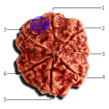 Load image into Gallery viewer, 7 Mukhi Nepalese Rudraksha - Bead No 520
