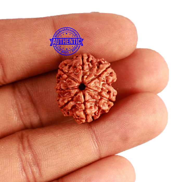 7 Mukhi Nepalese Rudraksha - Bead No 520