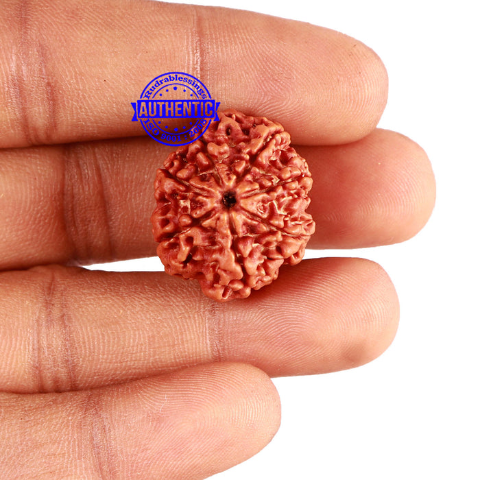 7 Mukhi Nepalese Rudraksha - Bead No. 547