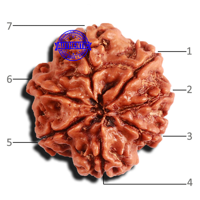 7 Mukhi Nepalese Rudraksha - Bead No 548