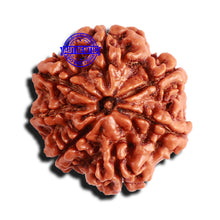 Load image into Gallery viewer, 7 Mukhi Nepalese Rudraksha - Bead No 548
