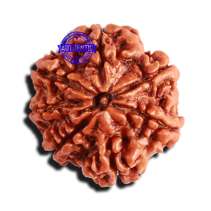 7 Mukhi Nepalese Rudraksha - Bead No 548
