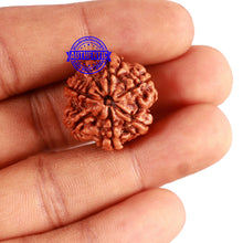 Load image into Gallery viewer, 7 Mukhi Nepalese Rudraksha - Bead No 548
