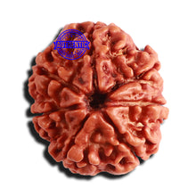 Load image into Gallery viewer, 7 Mukhi Nepalese Rudraksha - Bead No 550
