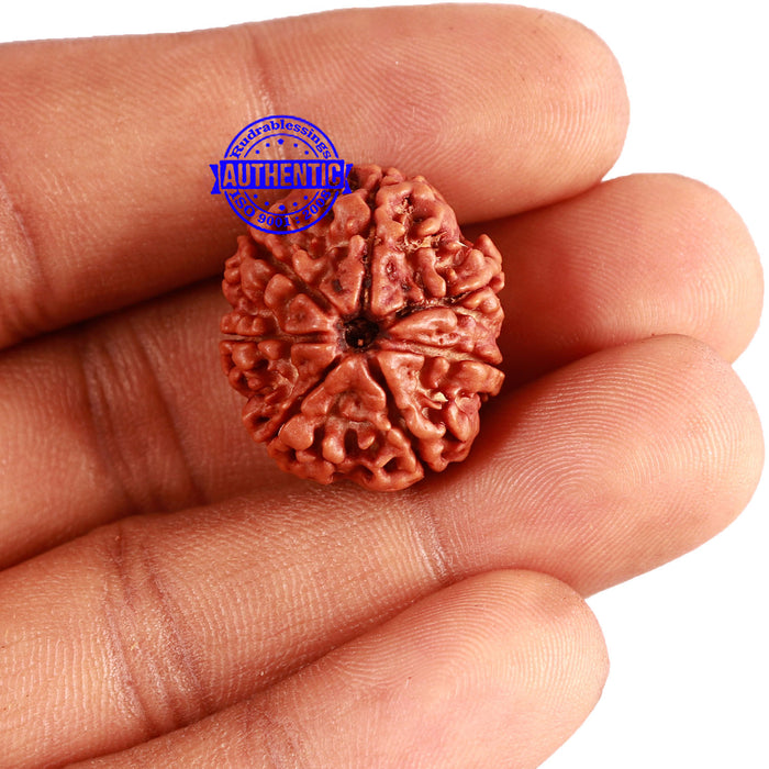 7 Mukhi Nepalese Rudraksha - Bead No 550