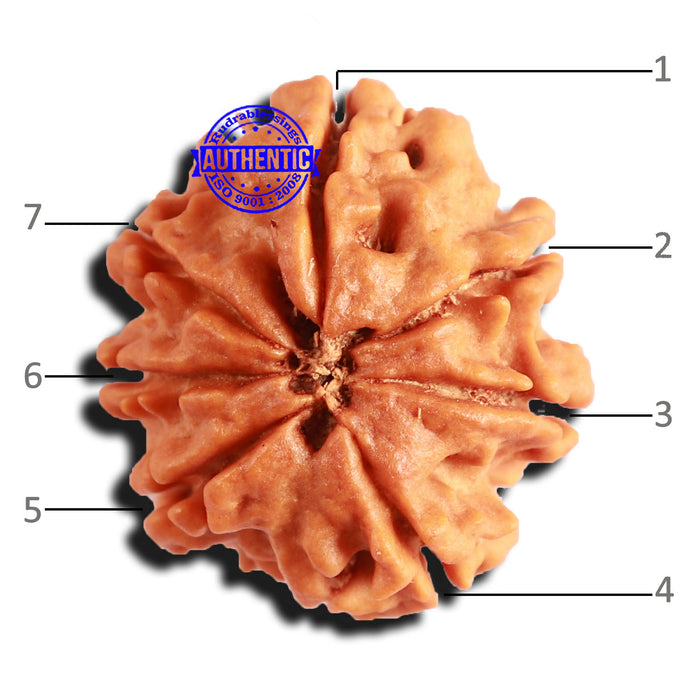 7 Mukhi Nepalese Rudraksha - Bead No 557