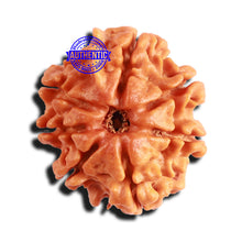 Load image into Gallery viewer, 7 Mukhi Nepalese Rudraksha - Bead No 557
