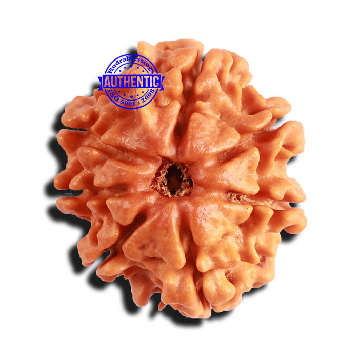 7 Mukhi Nepalese Rudraksha - Bead No 557