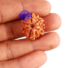 Load image into Gallery viewer, 7 Mukhi Nepalese Rudraksha - Bead No 557
