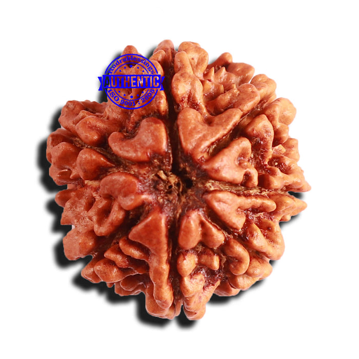 7 Mukhi Nepalese Rudraksha - Bead No 561