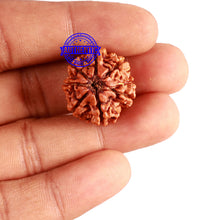 Load image into Gallery viewer, 7 Mukhi Nepalese Rudraksha - Bead No 561

