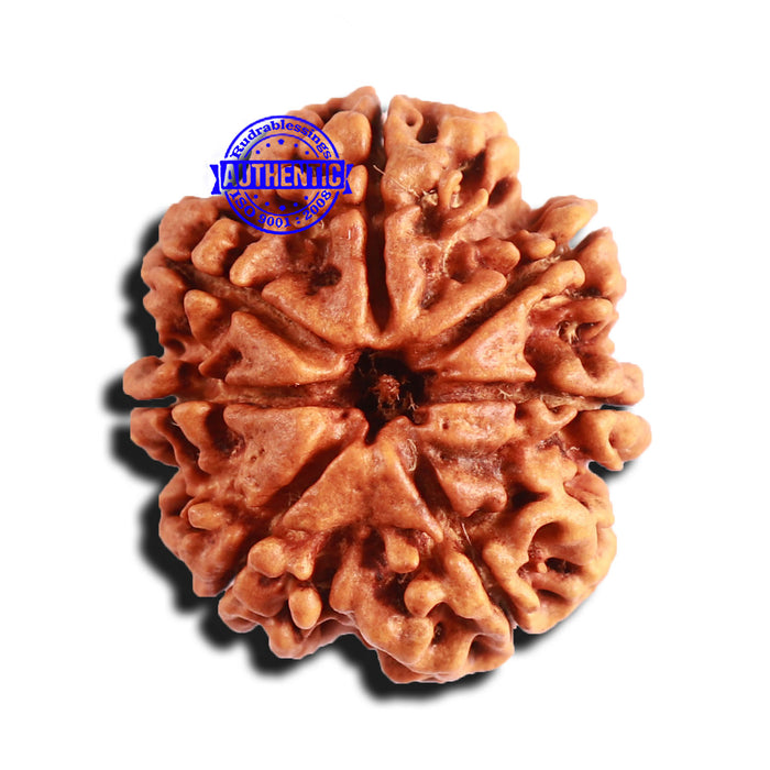 7 Mukhi Nepalese Rudraksha - Bead No. 562