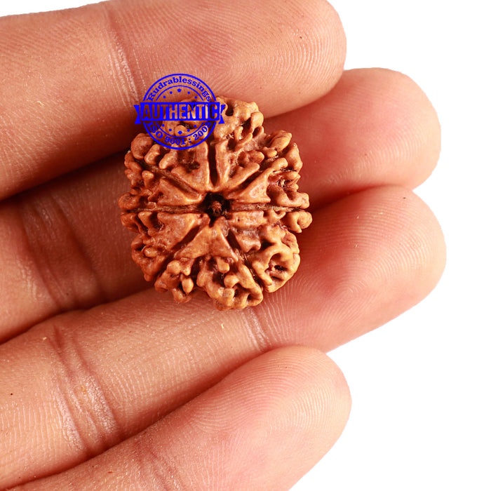 7 Mukhi Nepalese Rudraksha - Bead No. 562