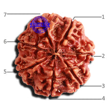 Load image into Gallery viewer, 7 Mukhi Nepalese Rudraksha - Bead No 566
