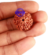 Load image into Gallery viewer, 7 Mukhi Nepalese Rudraksha - Bead No 566
