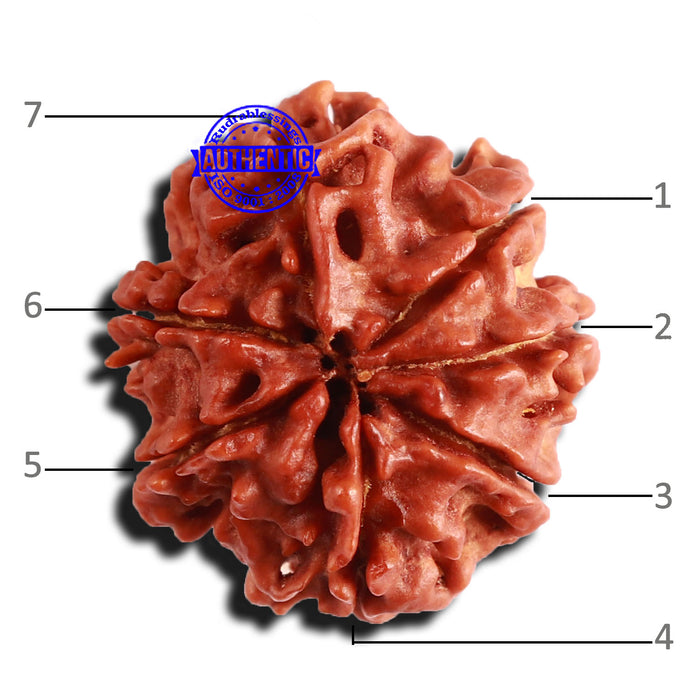 7 Mukhi Nepalese Rudraksha - Bead No 569