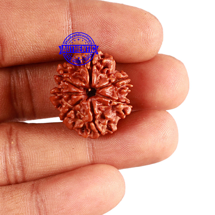 7 Mukhi Nepalese Rudraksha - Bead No 569